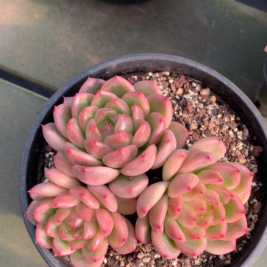 糖心东云 一颗 三个头