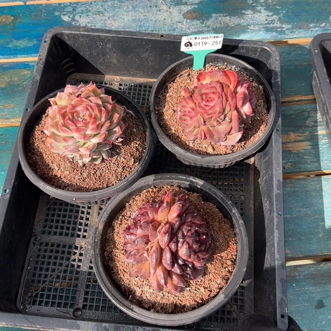 多肉精选编号0119.251