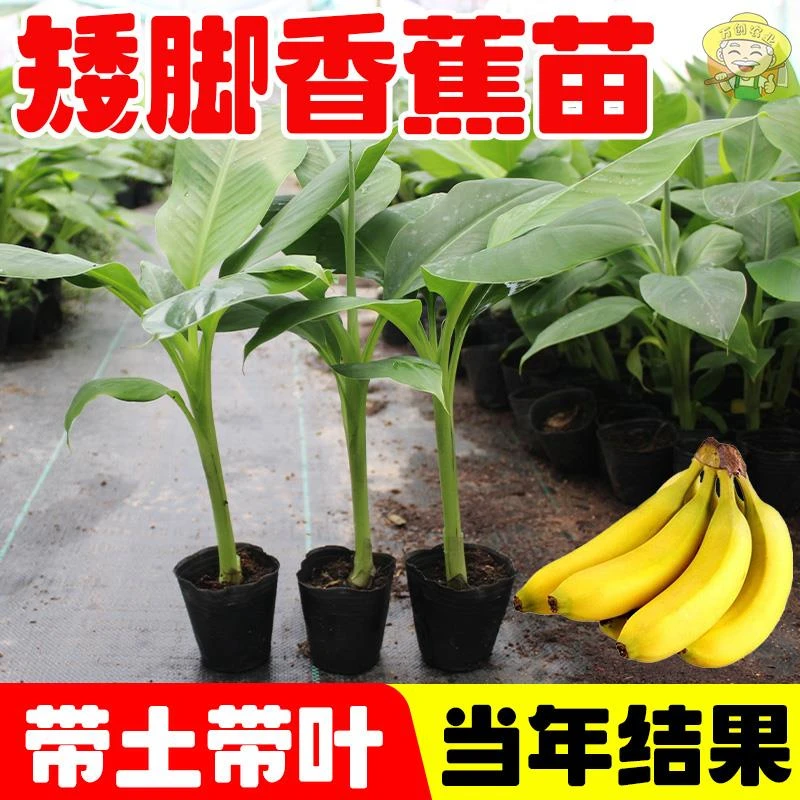 广西矮脚香蕉苗粉蕉苗皇帝蕉苗中蕉9号香蕉树苗南北方盆栽庭院种