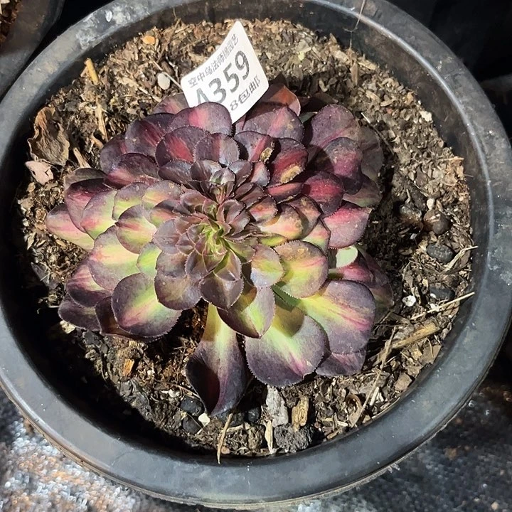 先*359抹茶缀多肉植物多肉植物