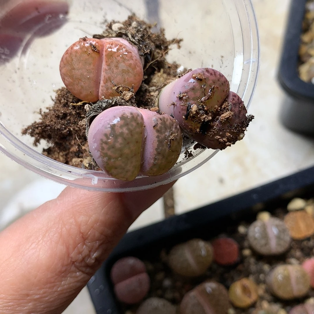 ?D289多肉植物保护研究所