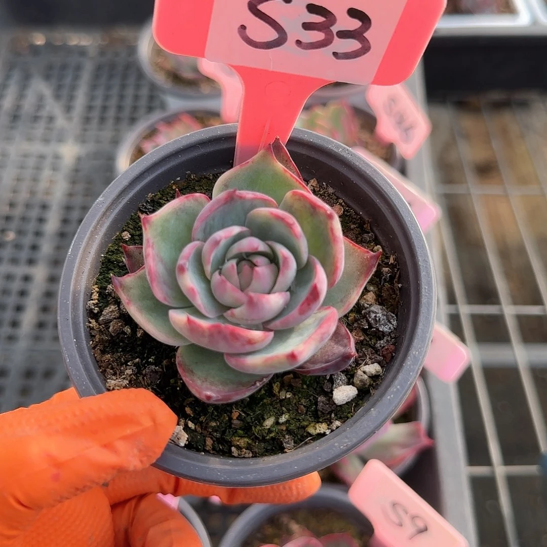 杉**3S33惊鸿单头多肉