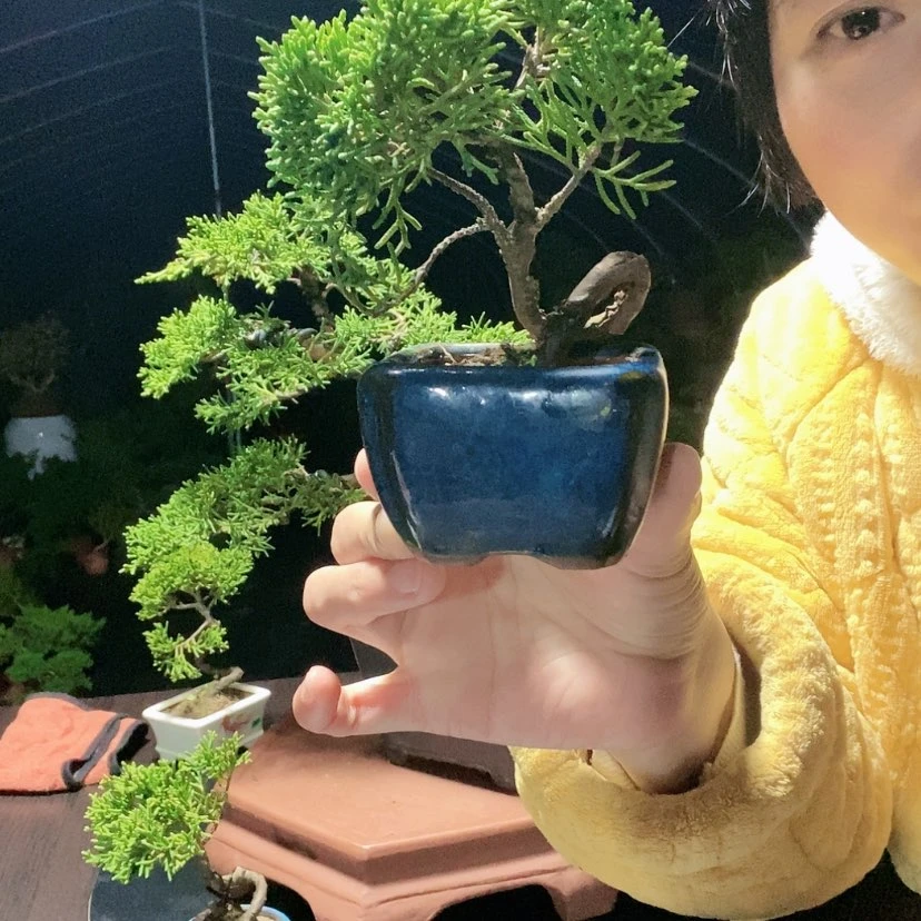 【闪购商品】少量花朵（建议范围：2朵-5朵 或40%以下）盆景园林