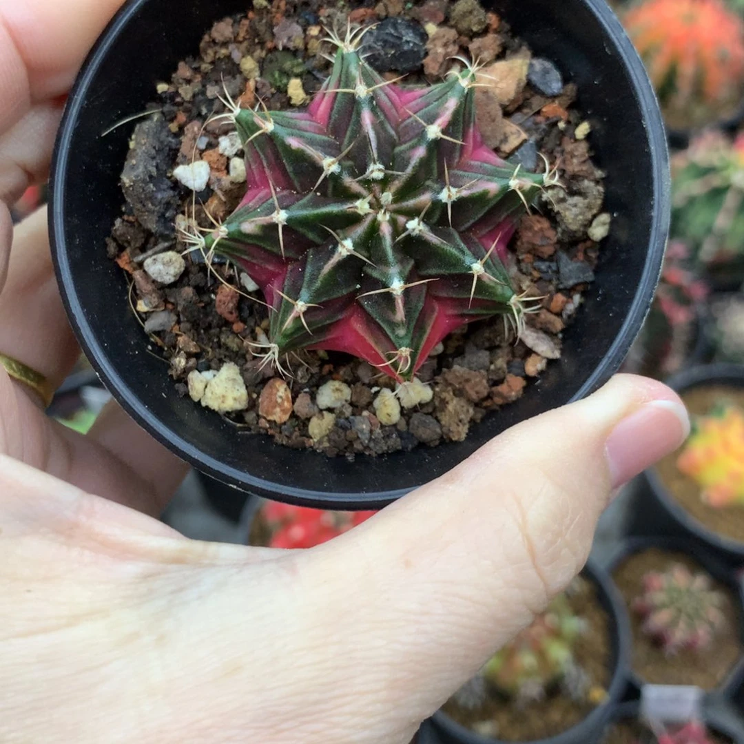 仙人球米哈牡丹锦