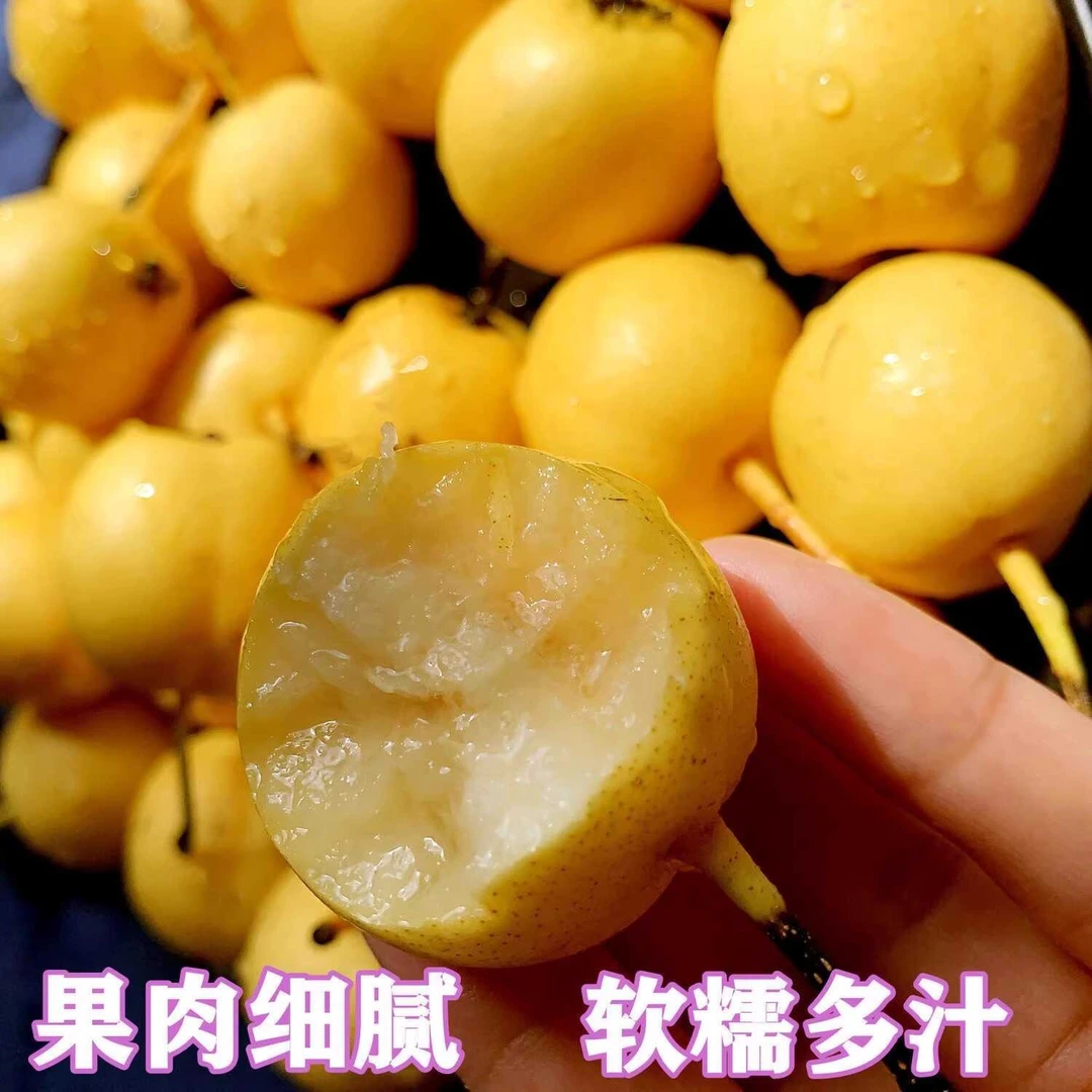 东北香水梨新鲜水果软糯多汁东北特产水果非南果梨5斤整箱包邮3斤