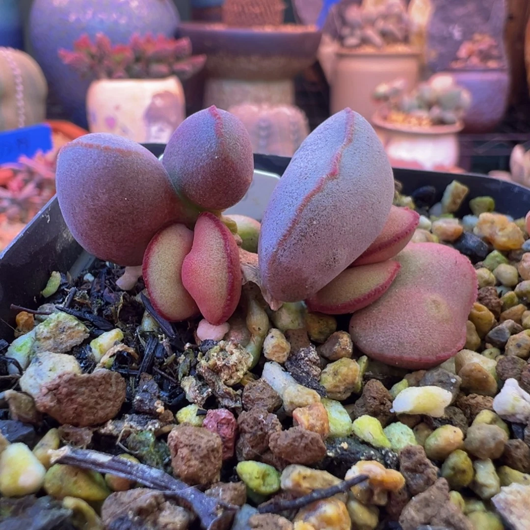 我们的目标就是成为更优秀