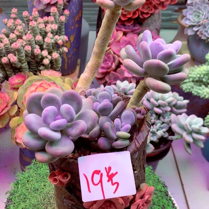 桃美人19号一物一拍