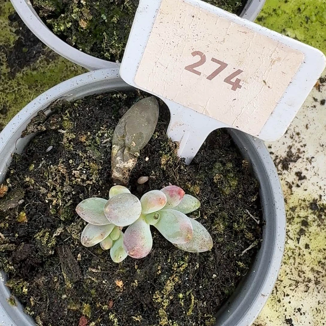 烟花1234567890111213
