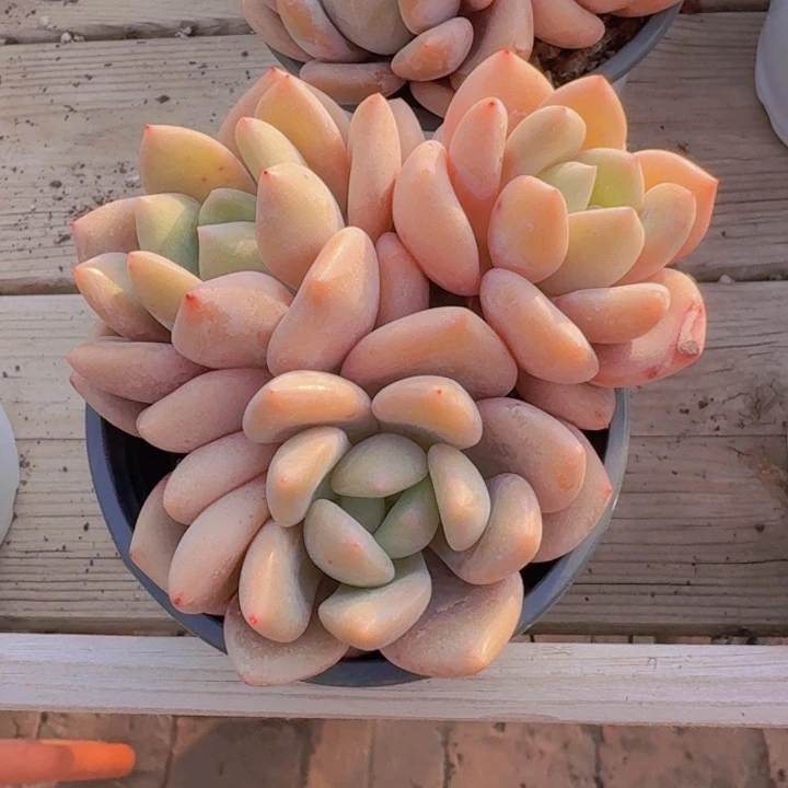 月桂多肉植物26.8