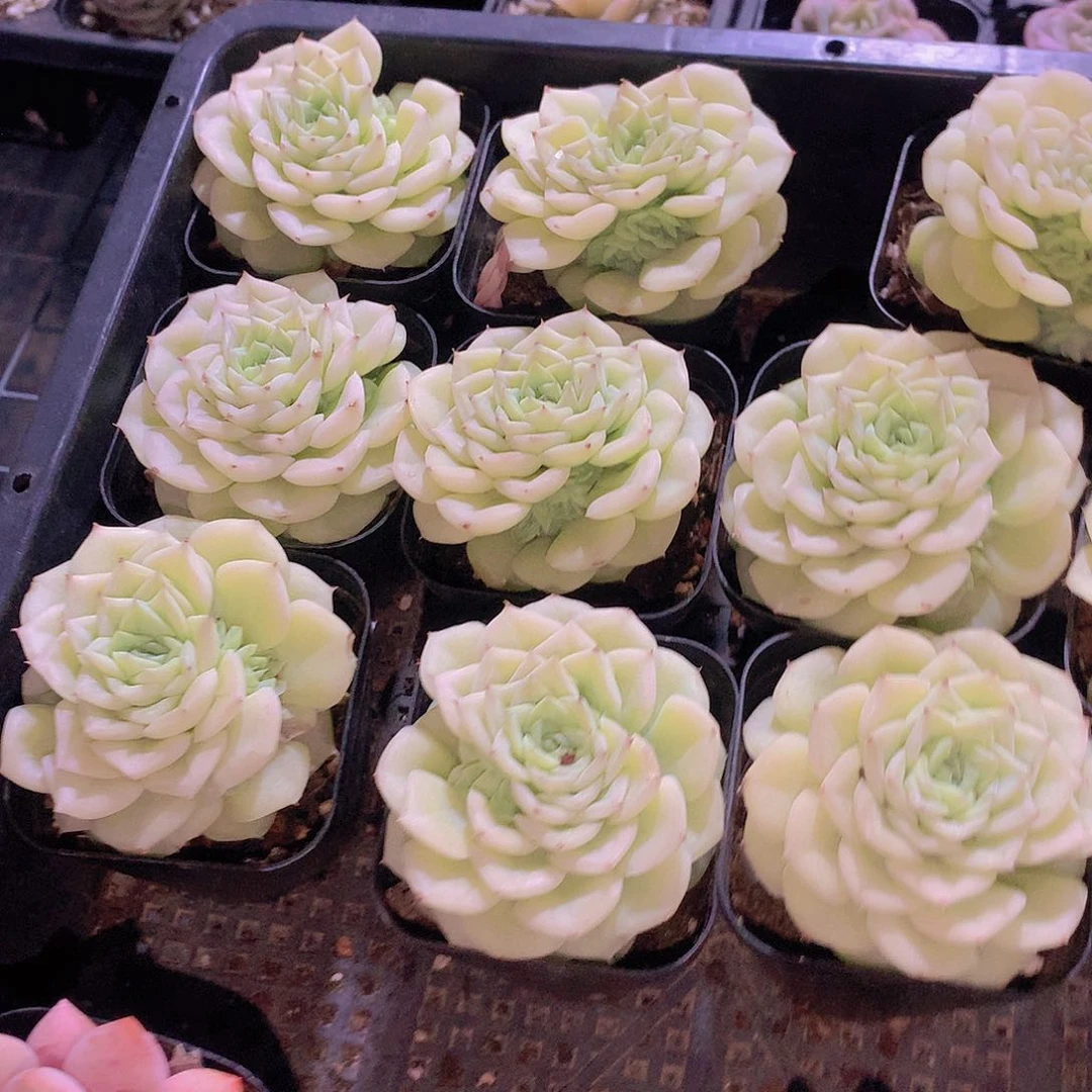 两颗白天鹅24567899000