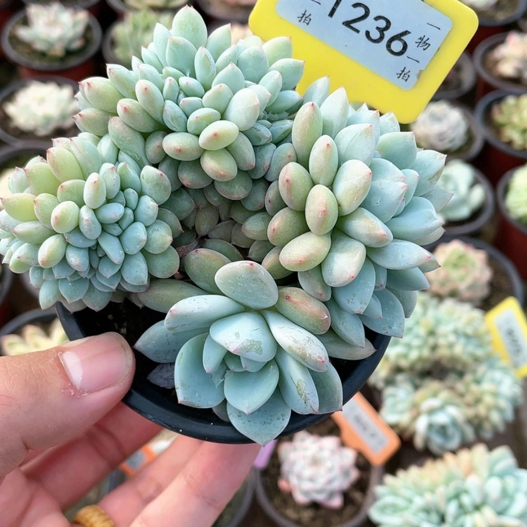 【闪购商品】1236号