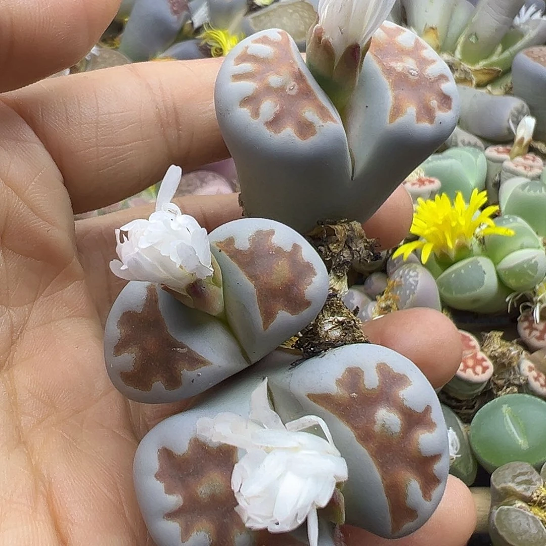 2556 生石花福利炸