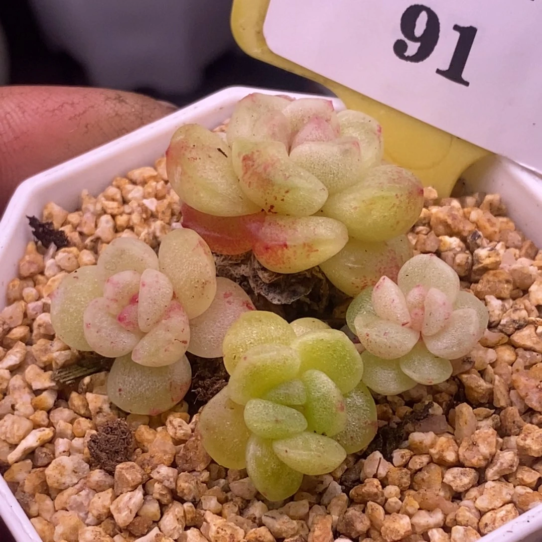 木****291冰玉石化4头丸叶福利
