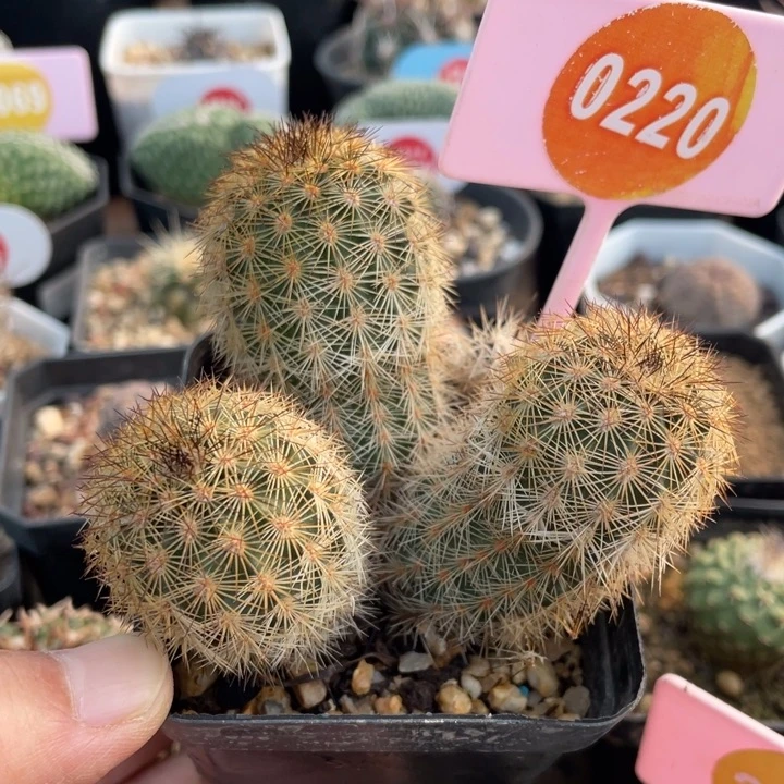 实生三头虾022000000