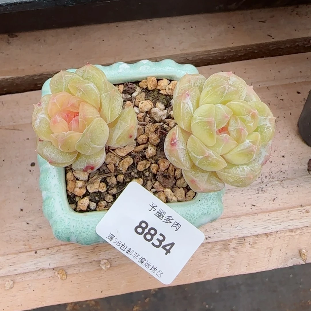白恋，8834多肉植物