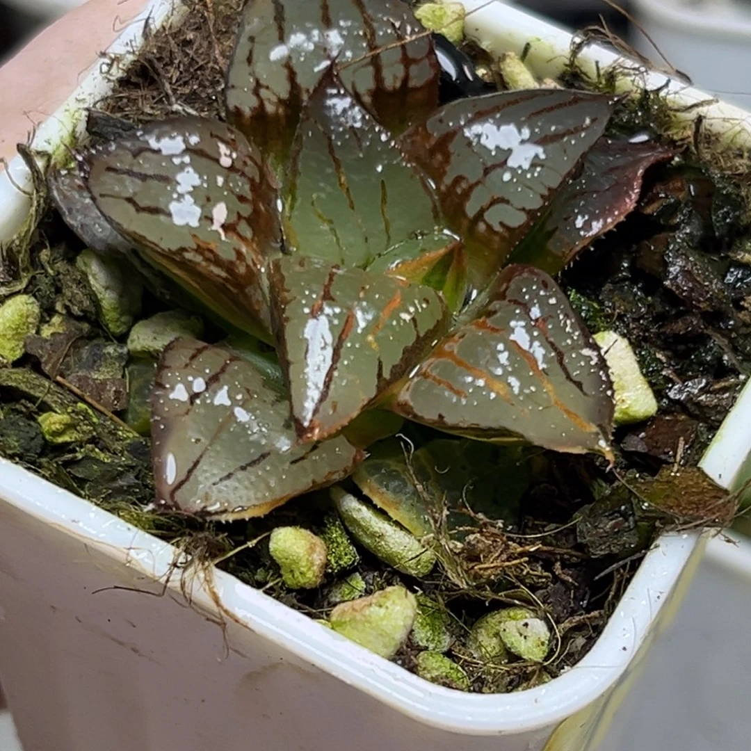 十二卷多肉植物1600阿寒湖