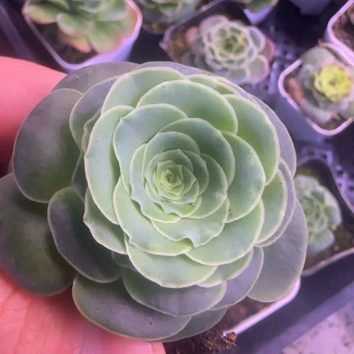 福利28568685689986956966999