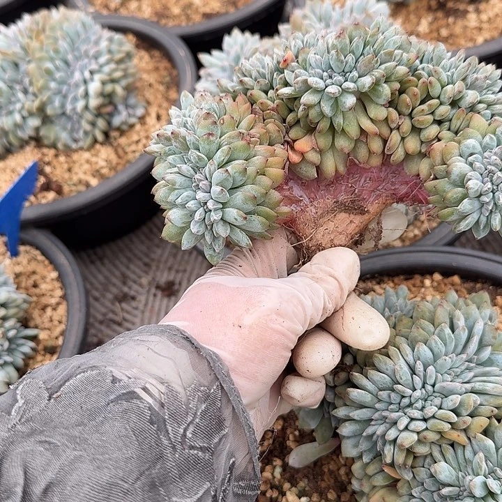 善星影缀化呀呀呀呀