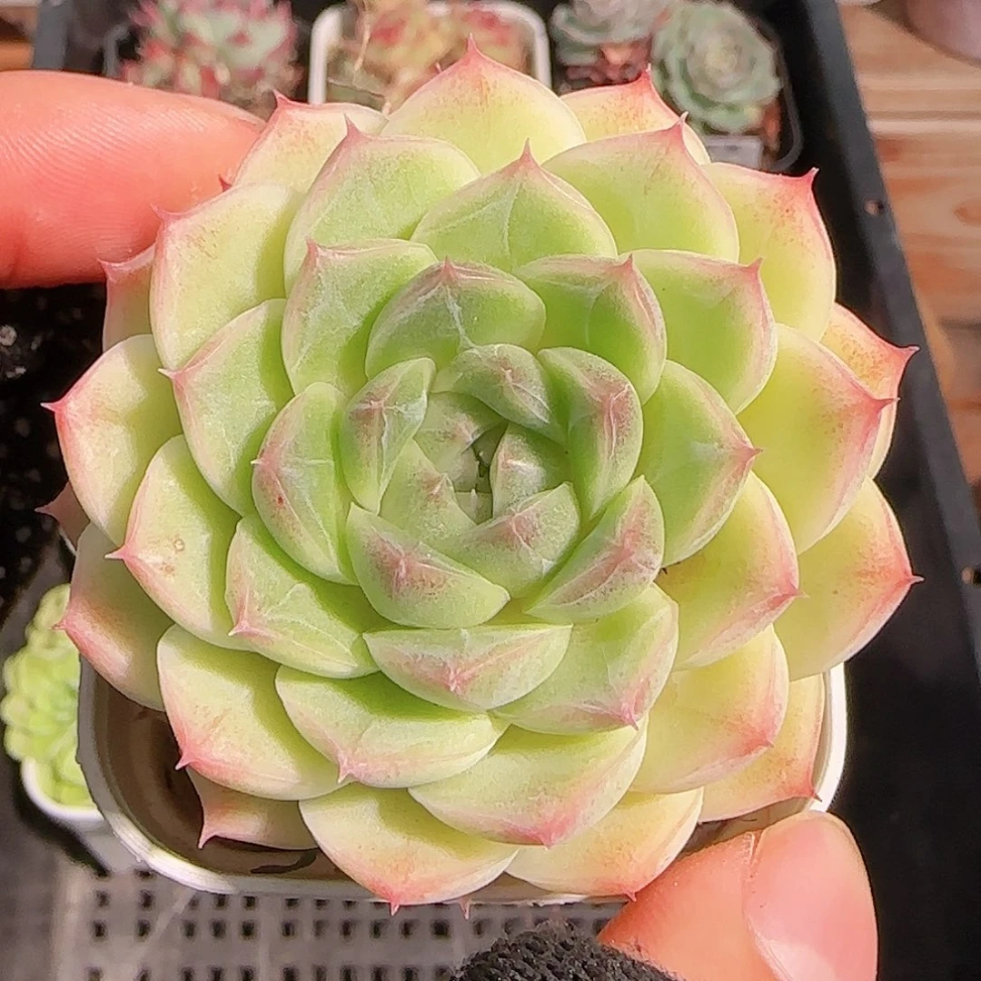 多肉一物一拍1027--216云台麦秆