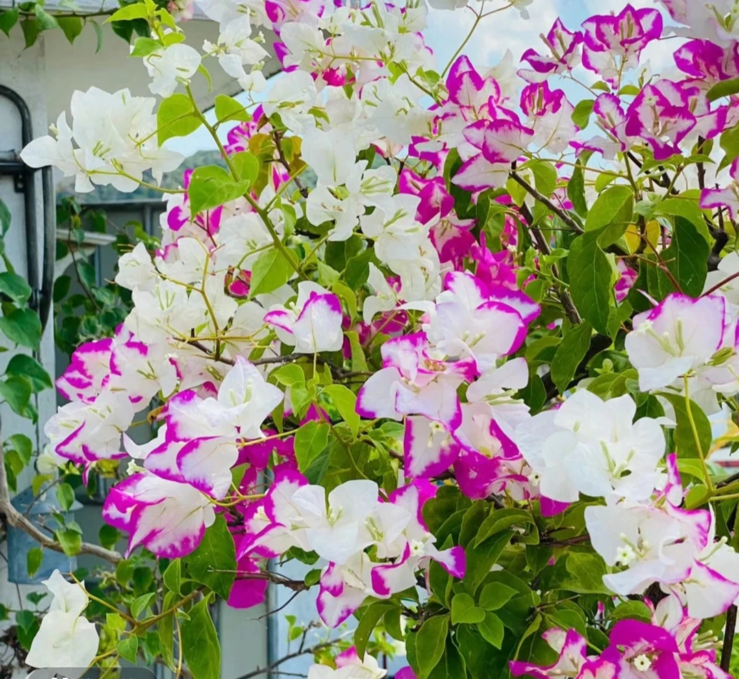 椰子冰 三角梅勤花品种四季爆花 原生袋苗