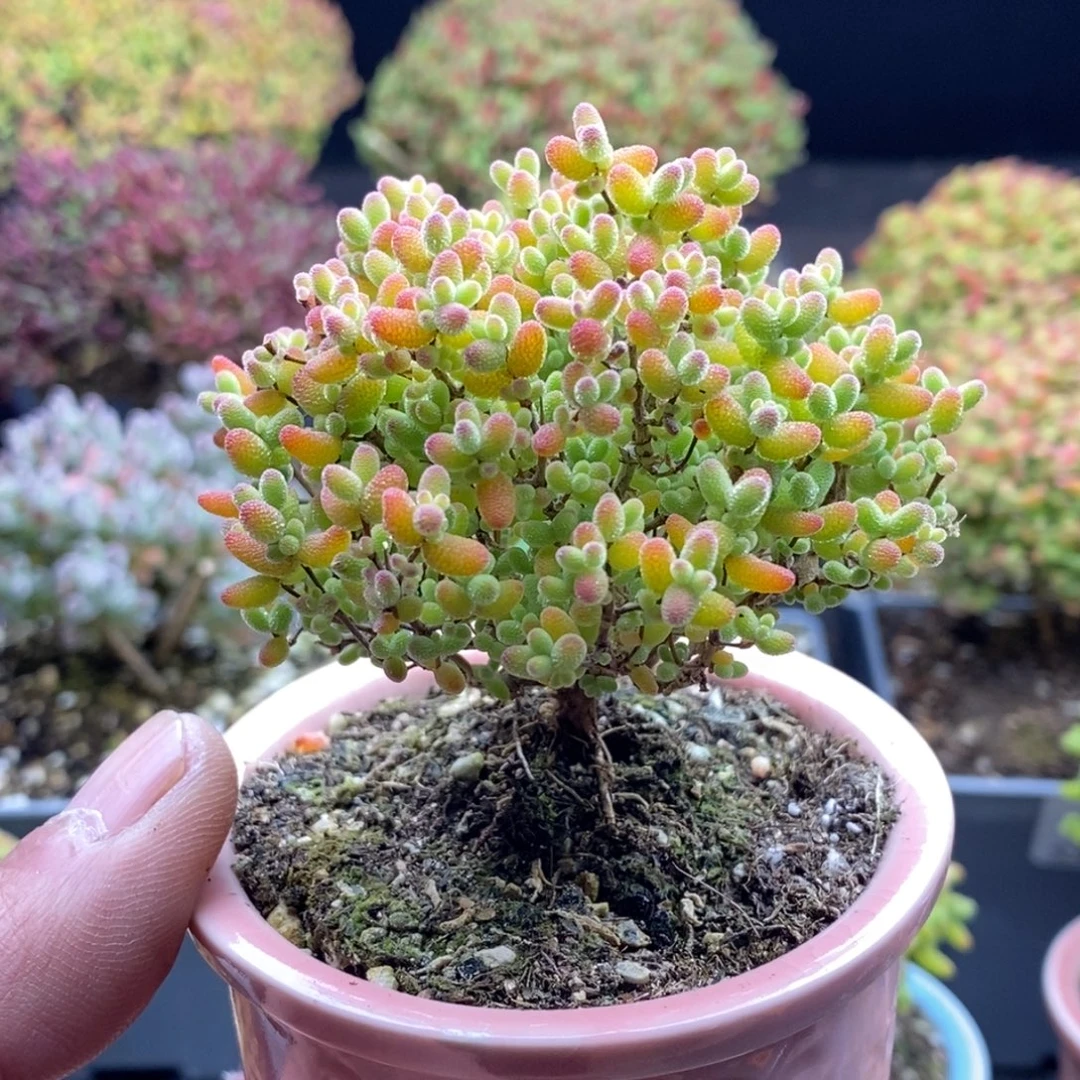 蜜橘糖球209。
