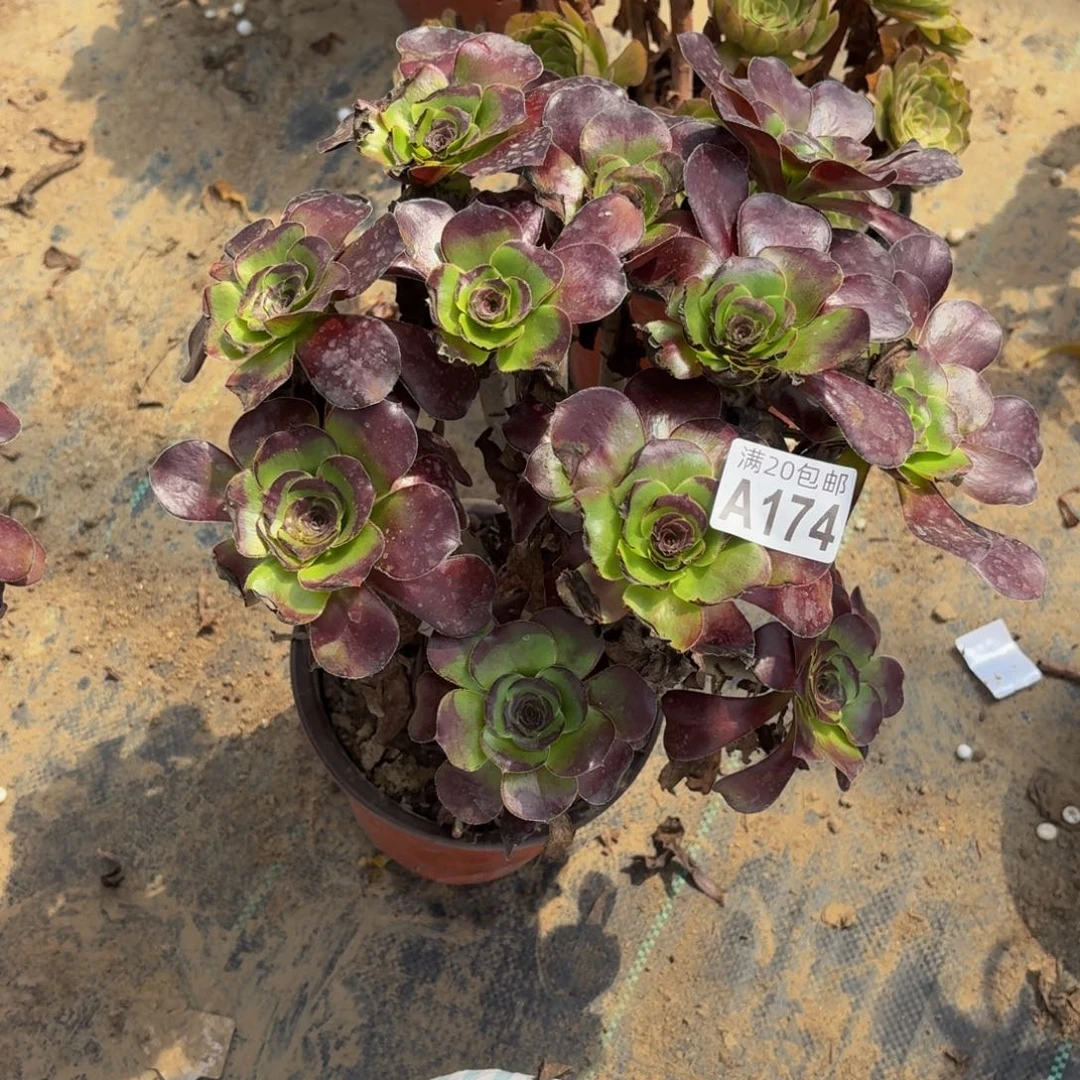 174多肉植物捧花的