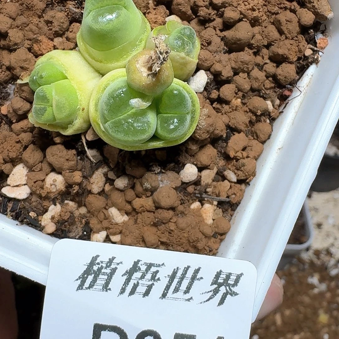 951号多肉植物哇v