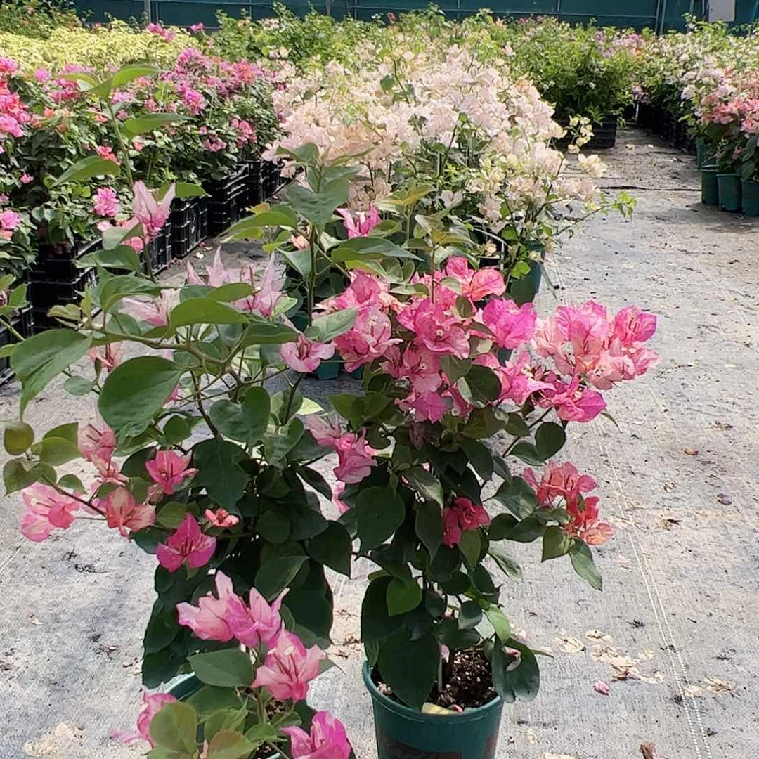 大部分开放少量花苞阿朱娜一棵