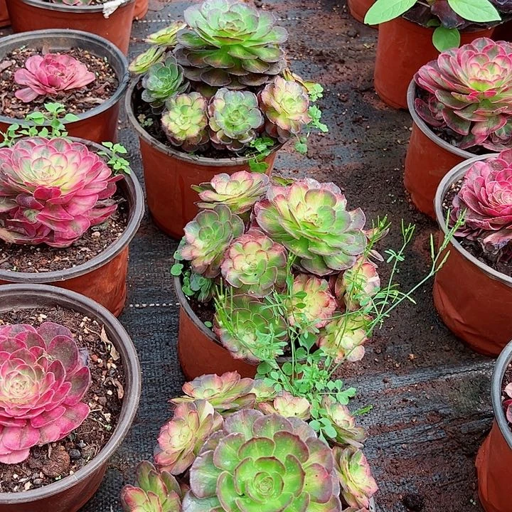 海王七彩多肉植物大战