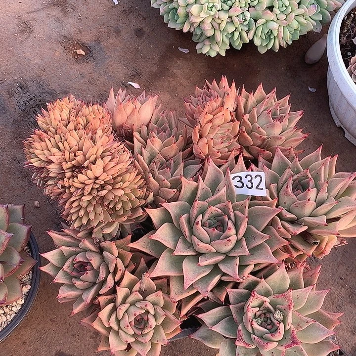 332朵朵缀一物一拍多肉