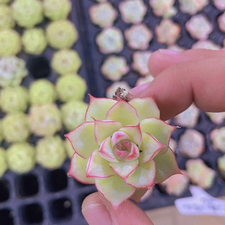 潘多拉【满10颗包邮】