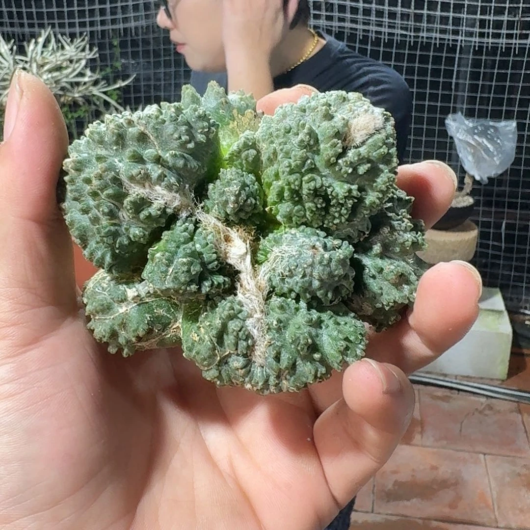 自根哥斯拉，暂未开根