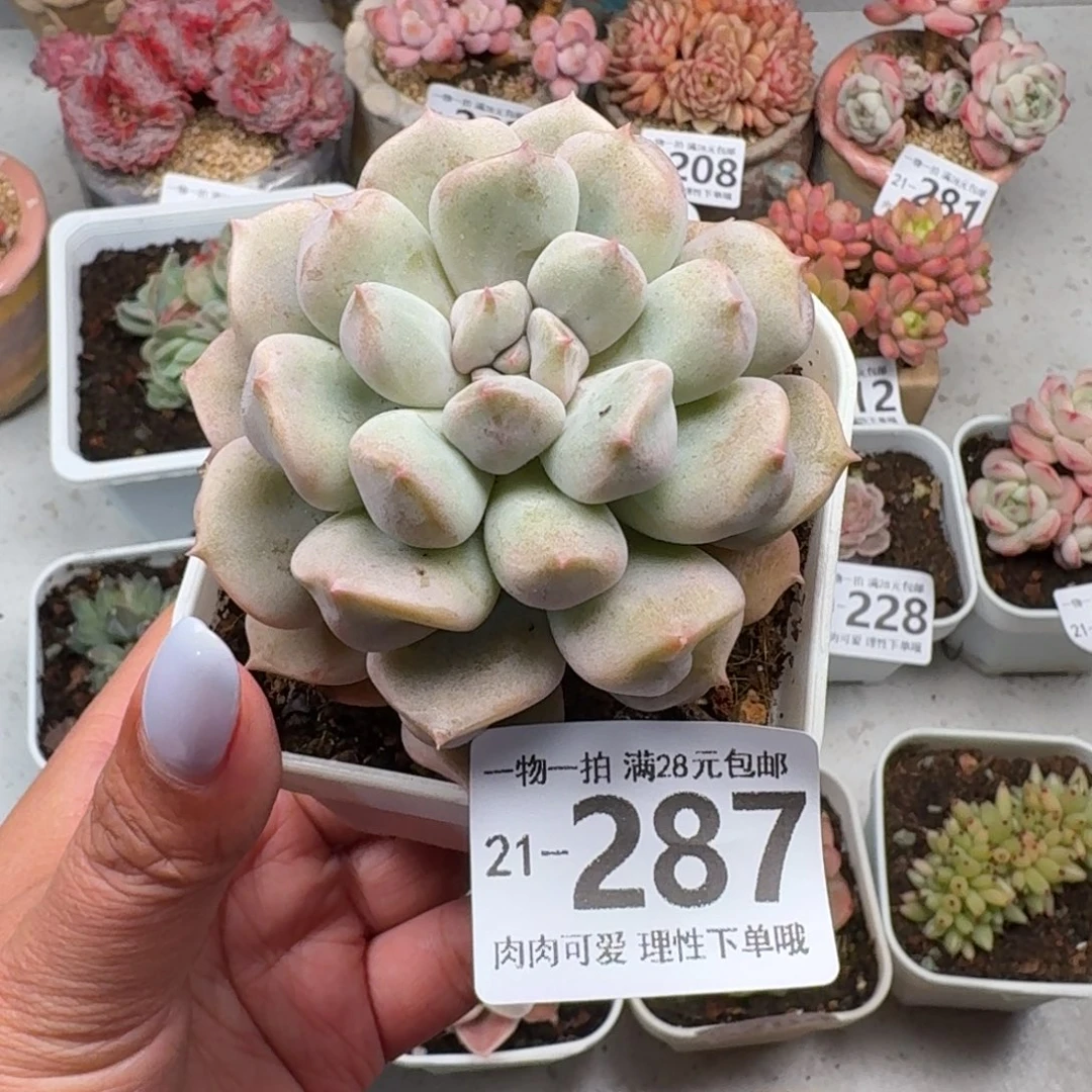 超奶无盆土发货无