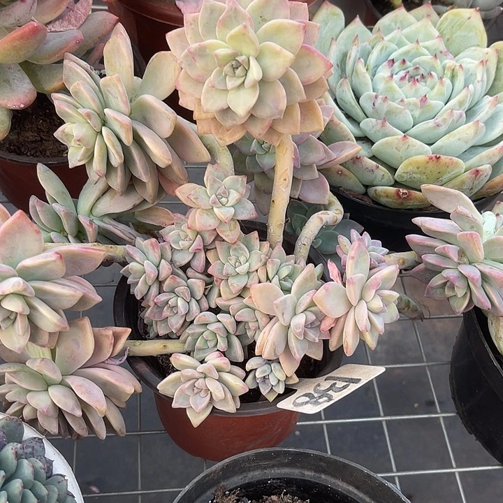 两单包邮，一物一拍138不售后淡雪