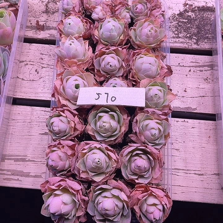 山地玫瑰570号，一物一拍21颗2.8cm左右