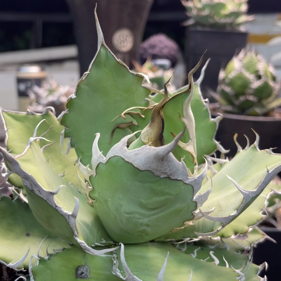 野二15000000000000000