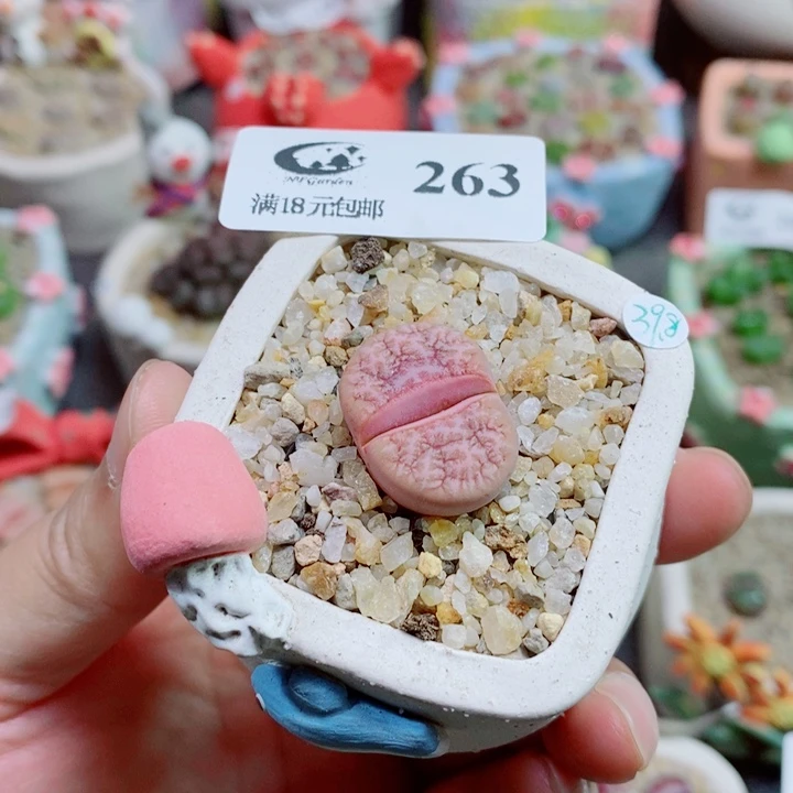 生石花花花花花花花263