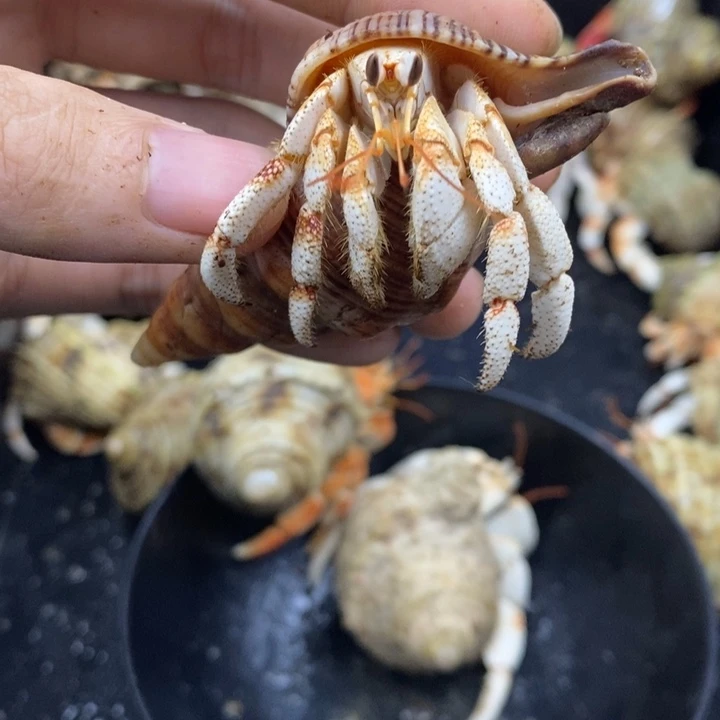 2.2口毛里求斯草莓