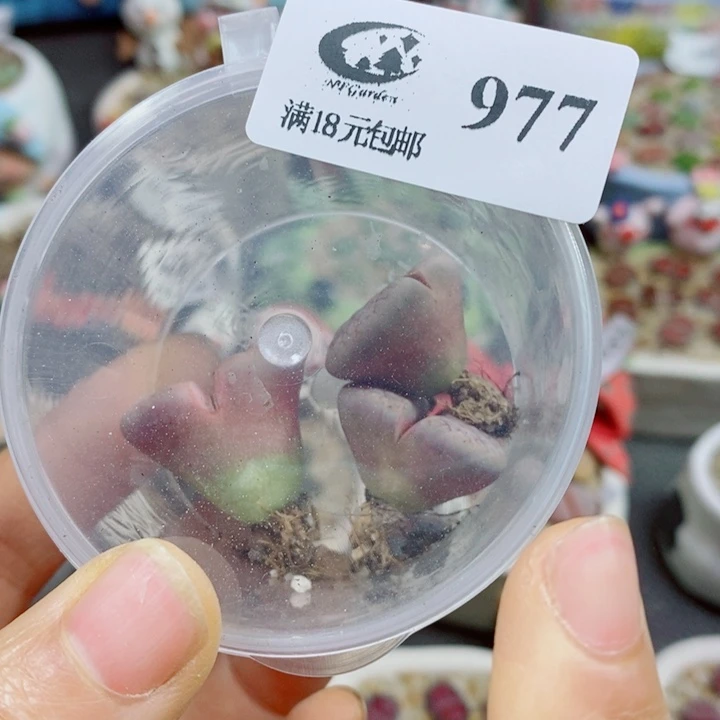 望***～生石花花花花花花花977