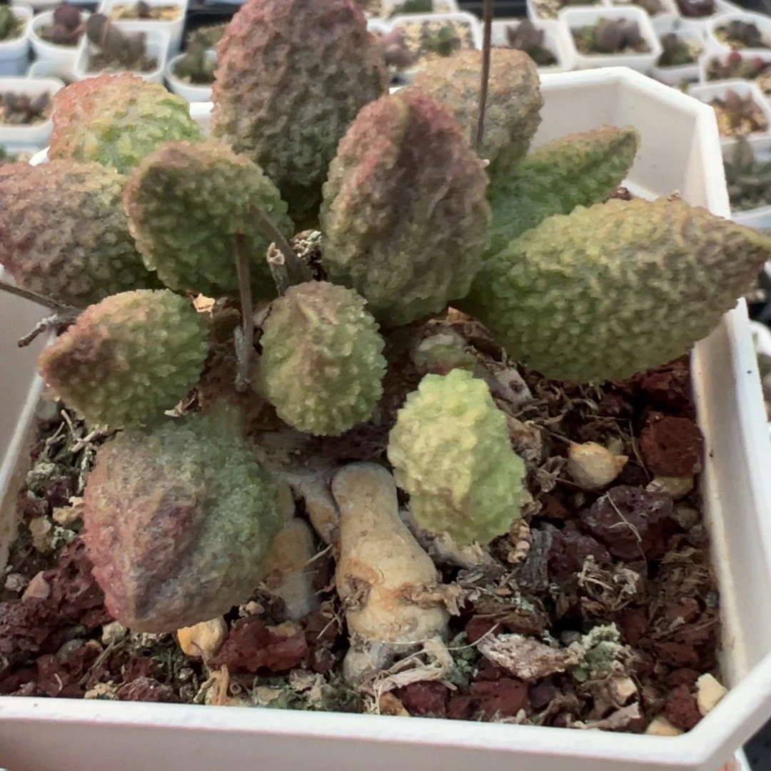 福利款实生新品多头纯木质桩