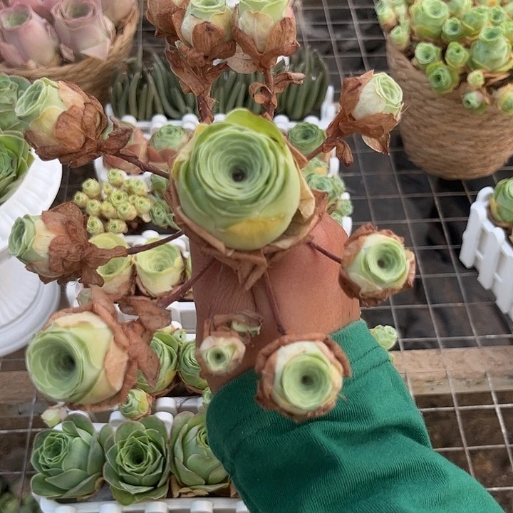 小玉玫瑰群大颗5个