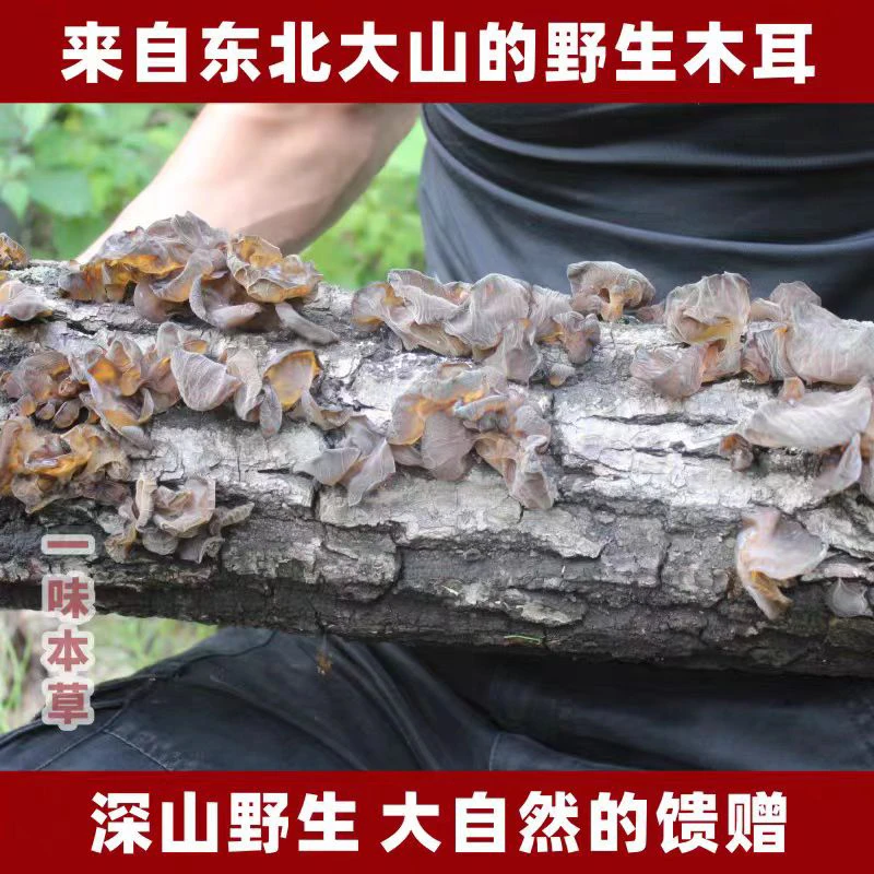 【董二丫推荐】长白山 原产地 野生木耳
