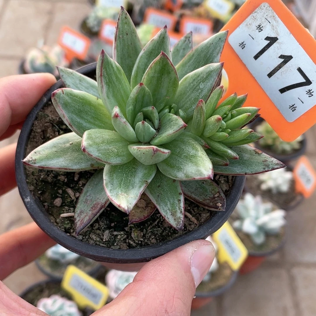 【闪购商品】117号