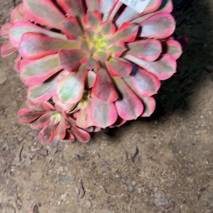 美杜莎多肉植物法师8830