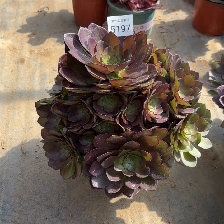 桃花石多肉法师5197