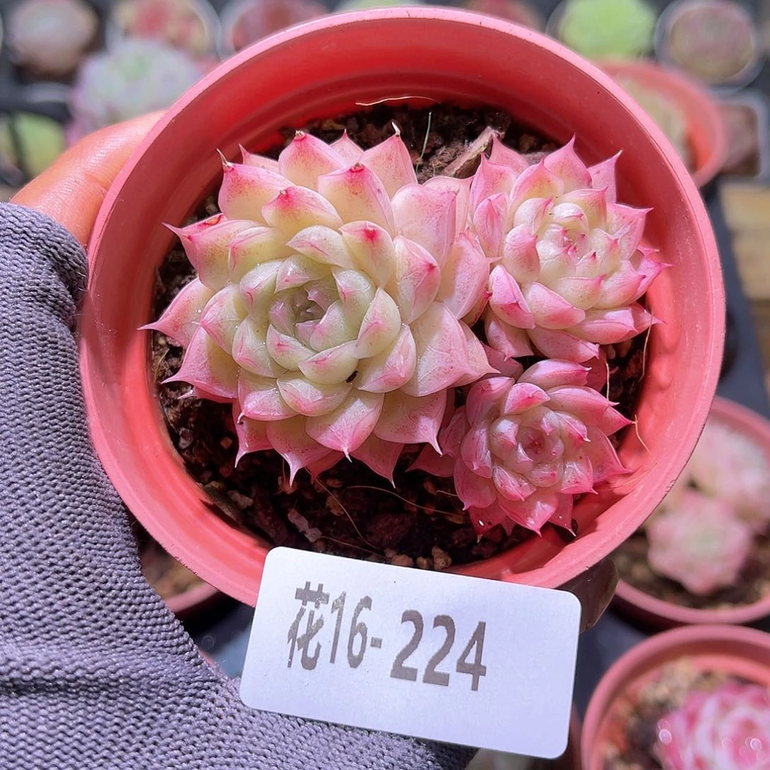 花16-224麦秆三头