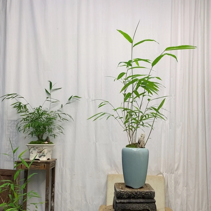 竹子内门竹素材盆基地