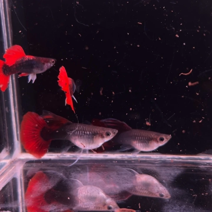 孔雀鱼折扇打C2对