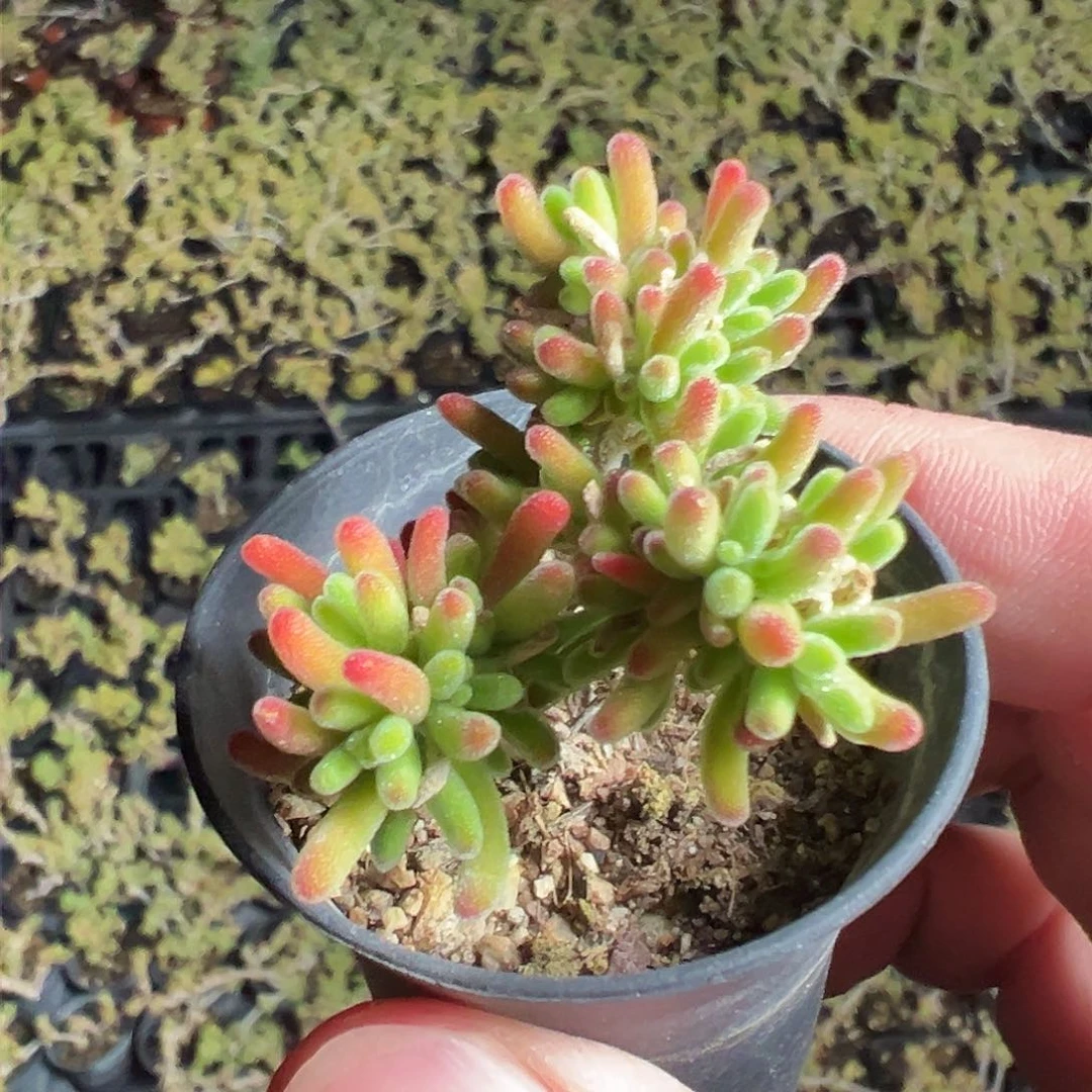 荧光兔老桩50杯精品