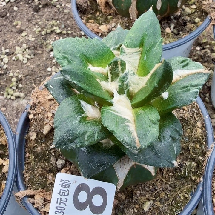 乒***无花朵908变尤龙怒牡丹东三